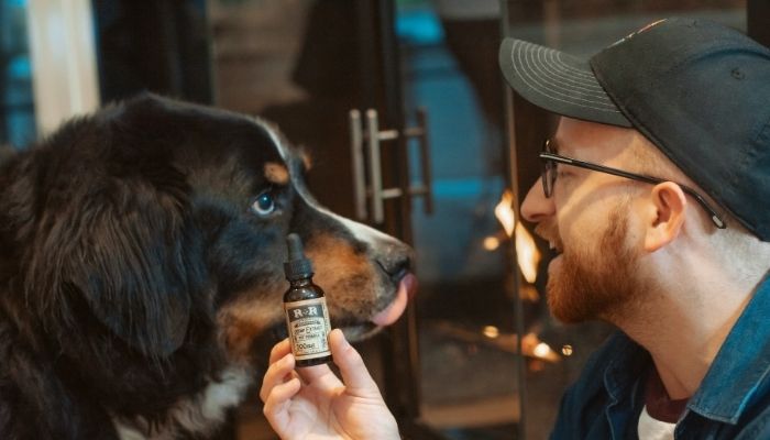 CBD health benefits for dogs