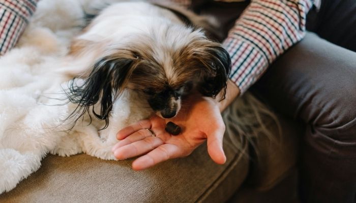 CBD side effects for dogs