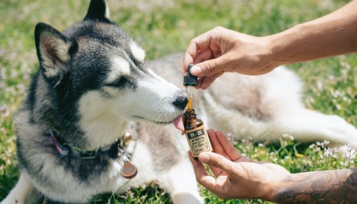 Is cbd oil safe for dogs