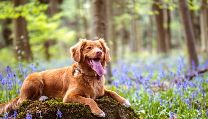 Hemp oil pain relief for dogs